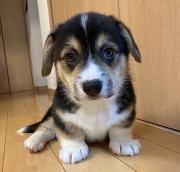 垂れ耳や太い前足が印象的なコーギーの子犬　7カ月後の「予想どおり」な成長姿にほっこり！