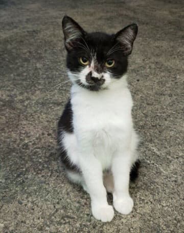 「警戒心MAXで野性味が強かった」推定生後4カ月の野良の子猫→7カ月後の「野性のやの字もないほどのくつろぎっぷり」にほっこりする