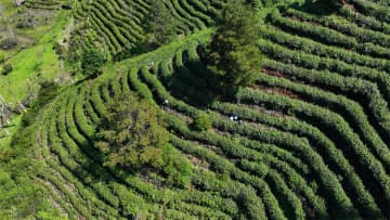 世界初の茶産業大規模AIモデル、安徽省で発表―中国