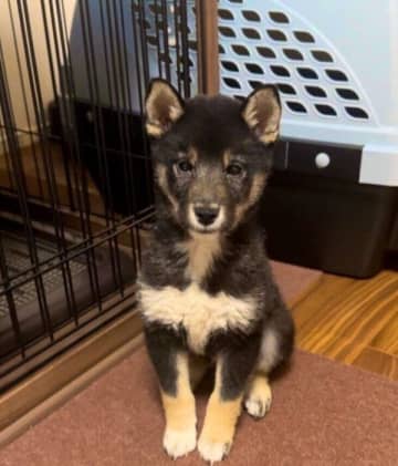 “いつも困り顔”に見えた生後3カ月の柴の子犬→2年後には“表情豊か”に成長！涙する飼い主さんに寄り添う優しさに癒される