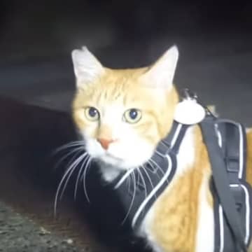 『大スキなおっちゃんとの再会』で……猫が見せた『可愛すぎる行動』が123万再生の大反響「時間差でｗ」「おっちゃんも喜んでると思うｗ」