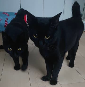 「なでろや」と近づいてきた2匹の元保護猫　警戒心が強いコたちが見せた「初めての甘え」に歓喜！