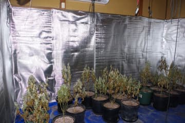 大麻草、営利目的で栽培　住宅内で64鉢　容疑で男逮捕　茨城県警