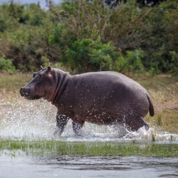 カバの中央ヨーロッパ生息の年代で新事実が判明