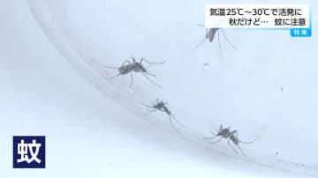 猛暑で秋に蚊が活発化　気温25~30℃が適温　専門家が語る「刺されやすい人」の特徴と対策