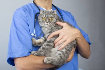 動物病院運営の「WOLVES HAND」関東、関西、九州・沖縄で事業承継に注力