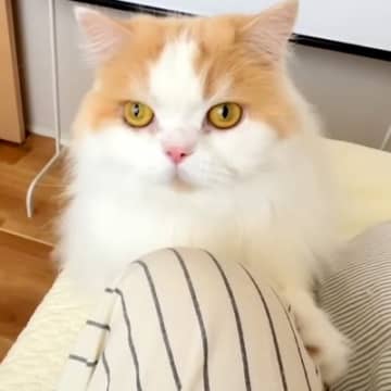 猫に『はやくきて！』と呼ばれたので、ついて行ってみた結果→犬が…まさかのハプニングと行動に反響「猫さん偉すぎる」「可愛くて怒れないｗ」