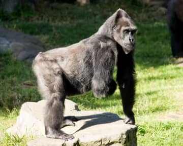 兄を亡くしたゴリラが突然走り出し…→動物園で強化ガラスにヒビ「何が彼を怒らせたのか」【映像あり】