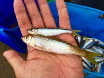 食べてウマいのは10月から！　脂乗り＆旨味アップ「秋冬のオイカワ」 近所の川で釣って食べる方法「レポ」