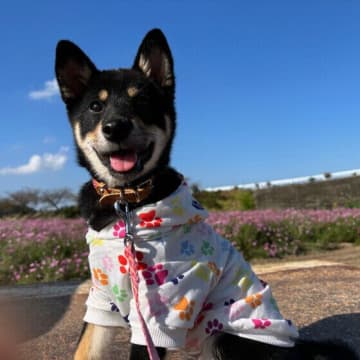 犬の秋から冬の過ごし方と注意点｜季節の変わり目に気をつける体調管理のポイント