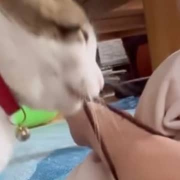毎朝飼い主を起こしにやって来る猫→『まさかの方法』で…衝撃の光景に爆笑の声「強烈な愛を感じるｗ」「ついでに噛んでて笑った」と2万いいね
