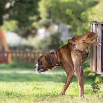犬が『マーキング』しようとする理由4つ　行動の意味から病気のサインまで解説