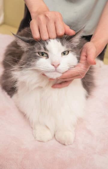 猫のおでこ～後ろ足の筋肉をほぐせる！グーの手で行う簡単マッサージ4つ