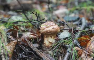 中国・延辺のマツタケが48時間で日韓に、市場需要高まる