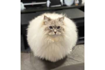 「食べる？」→「もちろんもらうにゃ～」　サンマに大興奮したねこ…その後の“大慌て”ぶりが話題「かわいすぎます」