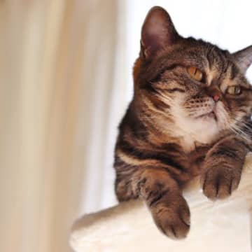 猫が急に『甘えてこなくなった』ときの理由3つ　考えられる原因と接し方のコツ