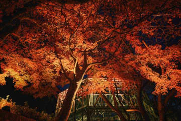 紅葉×クリスマスがコラボする唯一の場所「神戸布引ハーブ園」　今年は『布引の紅葉』のライトアップを大規模に開催！【開催期間：11月8日(土)～12月上旬】　約500本のモミジや約100本のヤマザクラなどが織りなす「紅葉」とコスモスやセージなどのカラフルな花々が見事に調和する美しい情景
