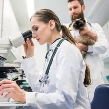 猫に多い心臓病「心筋症」について｜主な症状から治療法まで獣医が解説