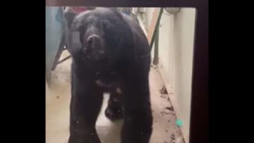 「ドンドンしている！」保育園にクマ出没　温泉では従業員不明…露天風呂付近で血痕「動物による被害の可能性高い」　東北など各地でクマ被害