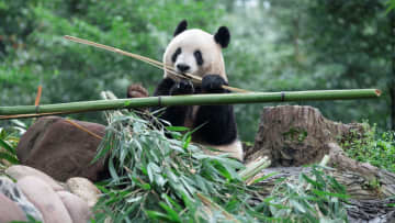 パンダのシャンシャン、竹ざんまいの一日　中国四川省