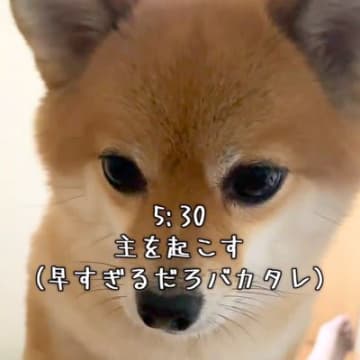 朝の5時30分『はやくおきて』と犬が起こしに来て…とんでもなく尊い『モーニングルーティン』が126万再生「羨ましい」「起こしてほしい」
