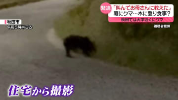 「叫んでお母さんに教えた」　庭にクマ…木に登り食事？　秋田では大学近くにクマ