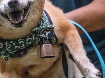 飼い主「穴を見つけては突っ込んでました」　山を楽しんだ柴犬、表情を見ると？