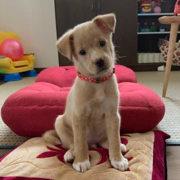 小さかった生後2カ月の元保護子犬が“大きく凛々しく”成長！現在4才になった成長ビフォーアフターにほっこり
