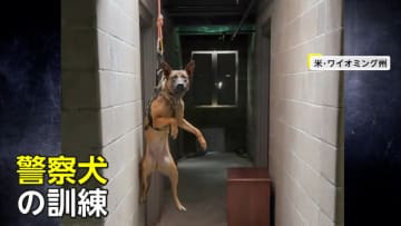 動物たちがスパイ？　天井から“潜入”したアメリカの警察犬　一方「シーパラ」の“諜報員”ネイは窓から器用に偵察