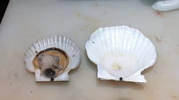 ホタテが高騰…海水温上昇し稚貝が死んで不漁に　小型化で焼き物・丼物の提供断念する飲食店も