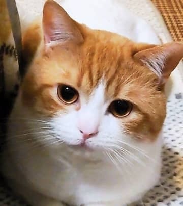 くつろぐ猫の2枚の写真を比較→「同じ猫とは思えない表情の違い」にびっくり！