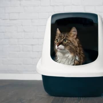 猫が『便秘』になったときに見せるサイン3つ　放置すると起こりかねないリスクや対処法まで解説