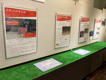 ニホンジカの食害被害と共生がテーマ、箱根・森のふれあい館で特別展