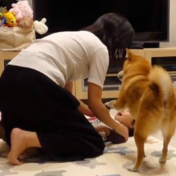 2歳の女の子をあやすママ→『食べちゃうぞー！』と言ったら、犬が勘違いして…泣けてくる『まさか行動』が73万再生「賢すぎ」「涙出る」と反響