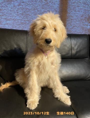 まるで“ぬいぐるみのよう”な生後4カ月子犬が1年後ぐんと大きく成長！中身は‟甘えん坊のまま”な姿にほっこり！