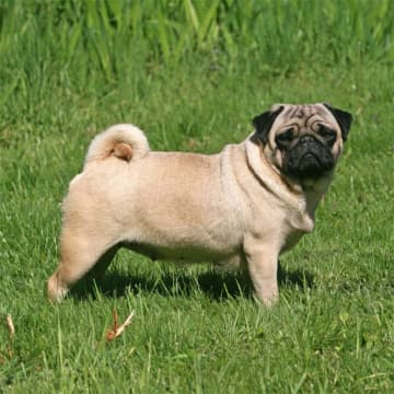 犬、夜中に目が覚めて思い悩むことが判明
