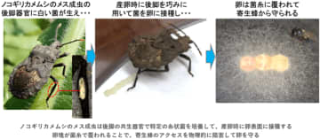 ノコギリカメムシの“耳”と思われていたのは“共生器官”だった