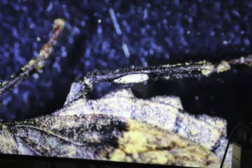 カメムシの足、耳じゃない　卵守る菌培養の器官だった