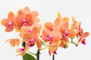 10月17日の花とは？【366日の誕生花と幸せの花言葉】