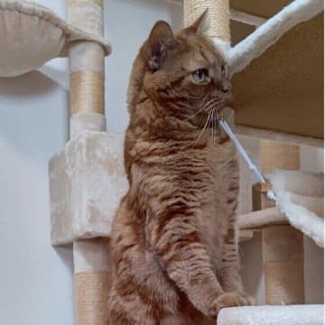 人との暮らしのなかで覚えた行動だった!?　猫が2本足で立つ理由