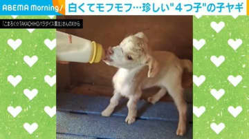ヤギには珍しい“4つ子”！白くてモフモフとした子ヤギの姿に「罪深い可愛さ」と癒やされる人続出
