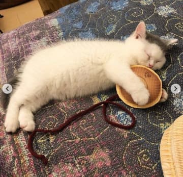 おもちゃをギュッと抱えたまま“寝落ち”　「The 子猫」な姿を見せたコの5年後の成長にほっこり！