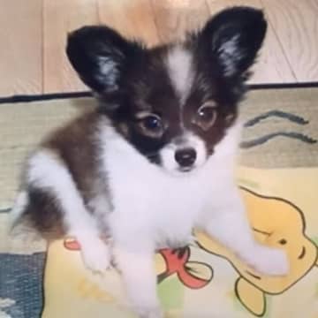 19年間、息子と娘と一緒に『犬を大切に育てた』結果…涙が出るほど愛おしい『成長記録』が8万再生「号泣した」「宝物がいっぱい」と感動の声