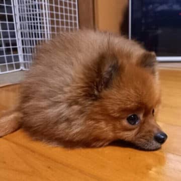 消化器系の病気につながるおそれも　秋に出やすい犬の未病とケア方法