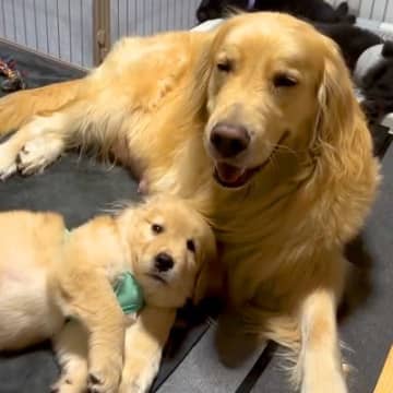 お母さん犬に甘える赤ちゃん犬→『隣で転がっている』と思っていたら…とんでもなく尊い『まさかの光景』が61万再生「可愛い…」「親子愛」