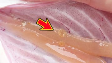 食中毒の発生原因ランキング、3位は『ウイルス』、2位は『細菌』。まさかの第1位は…？「やっぱりコイツだったのか」