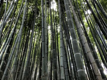 京都・嵐山の竹林で落書き被害が多発、ハングルも確認＝韓国ネット「恥ずかしい」