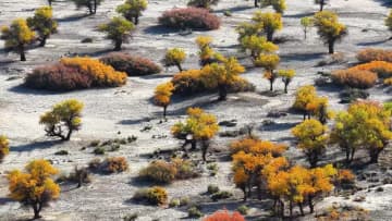 コトカケヤナギが見頃　中国・新疆トクスン県