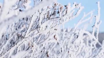 樹氷出現で一面銀世界に　中国黒竜江省漠河市　