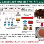 微生物を利用して廃太陽電池からレアメタルを回収　芝浦工業大学が世界初成功